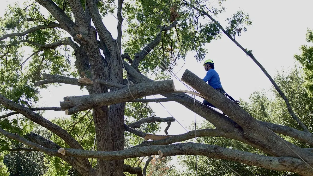 Professional Crown Thinning performed by certified arborists in New Tazewell
